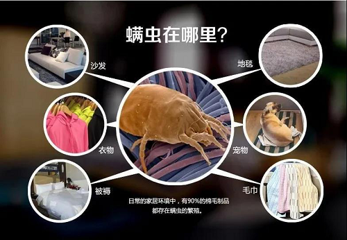 美神床墊:頭發越掉越多?別慌!可能是螨蟲在作怪!(圖1)